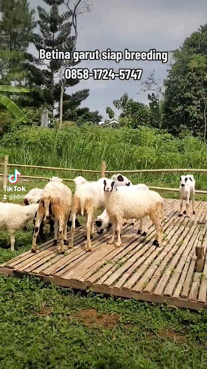 Domba Garut betina siap breeding