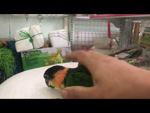 Video: Blue Throated Macaw