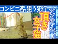 港猫ニュース「頂き女子猫ソソちゃん！！コンビニ客を狙った犯行！？」