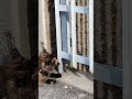 My cat is a bully 😨 #cat #mainecoon #кошки #котымейнкун #kitten #мейнкунчик #animals