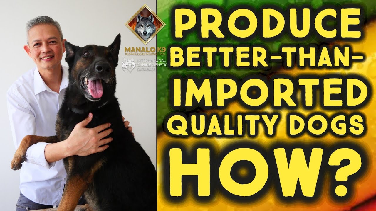 How You Can Produce Puppies and Dogs Better Than Imports Yes Local