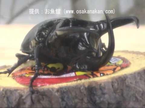 コーカサスオオカブト（Caucasus beetle）学名：Chalcosoma chiron