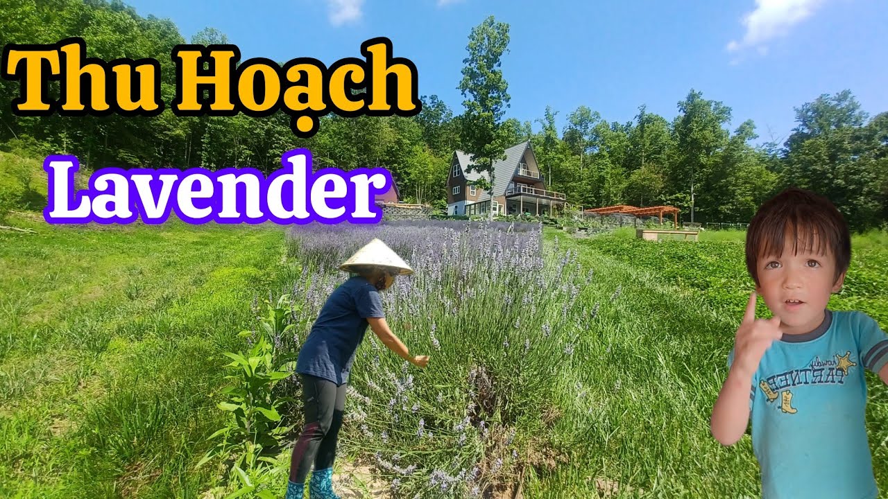 Cuộc Sống Nông Trại Ở Mỹ Của Vợ Việt Chồng Amish – Thu Hoạch Lavender (Phần 1)
