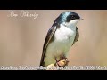 Male tree swallow  attracting female 4k wildlife photography animals and birds