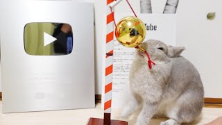 YouTubeさんから表彰が届いて大喜びでお祝いをするうさぎさんと