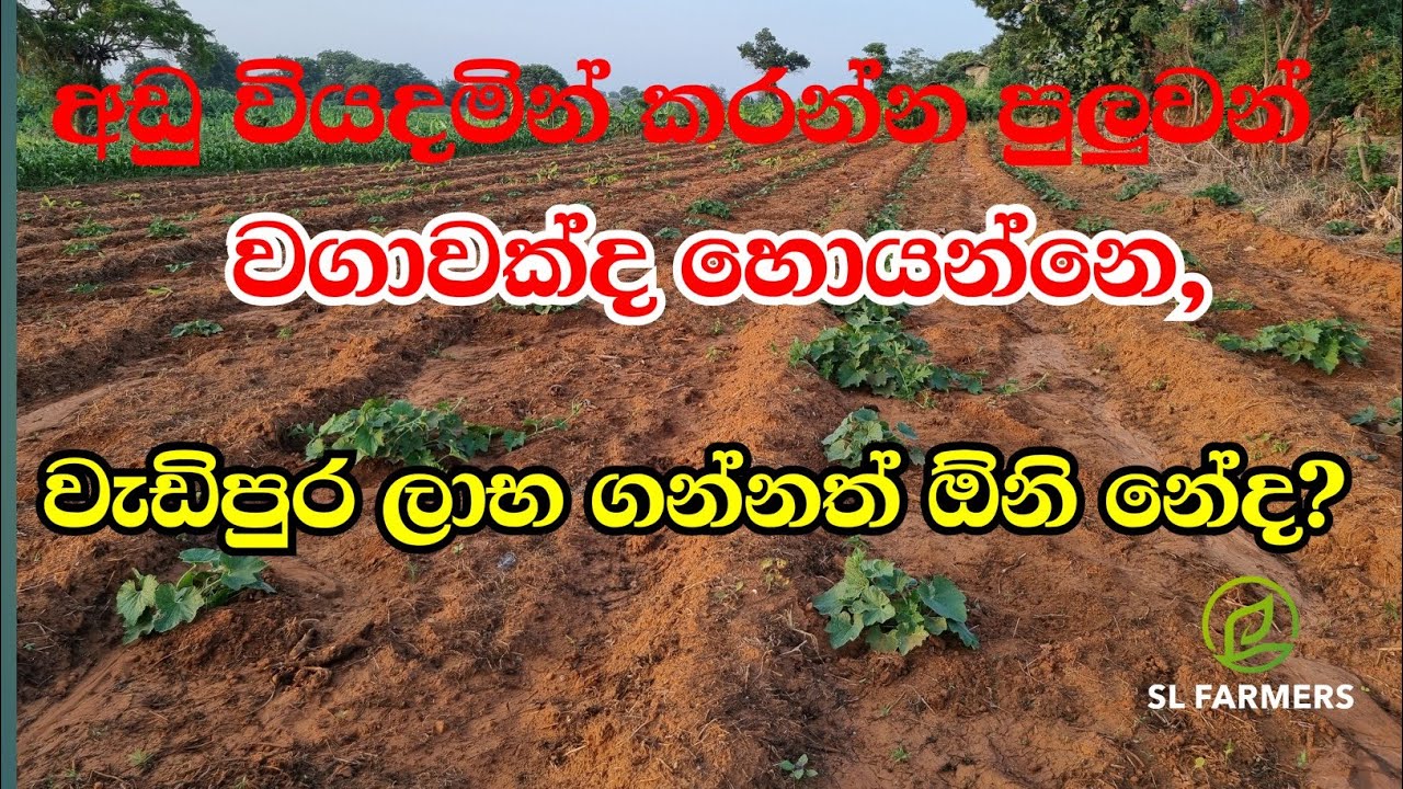 29 January 2026|slfarmers |agriculture |ලේසියෙන් වගාකරමු|