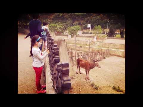 პროექტი ირმისა