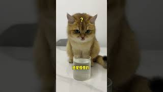 【牛奶是只猫】看他们以后还敢不敢喝我杯子里的水！