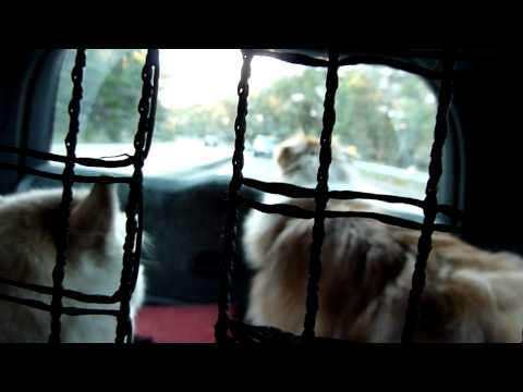 Tara the sheltie in the car with Quintus the husky