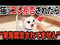 猫が家族認定してない人にする行動【猫雑学】