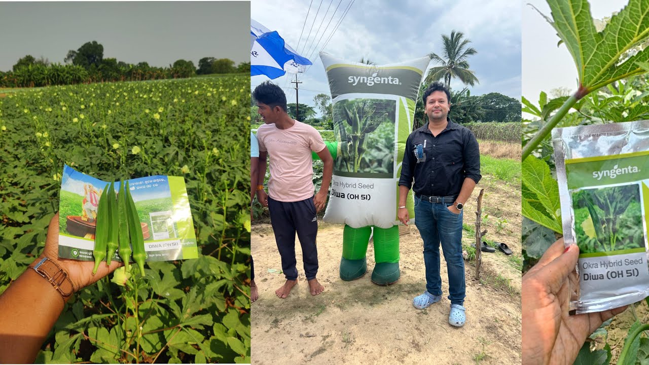 SYNGENTA OKRA DIWA PERFORMANCE IN BURUPDA , GANJAM || SOWING MONTH  - APRIL