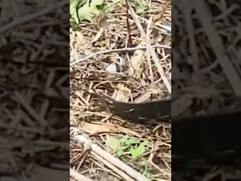 Карабкающийся окунь. Или ползающая рыба. #шортс #shorts