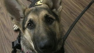 ADAPT - K9S For Veterans