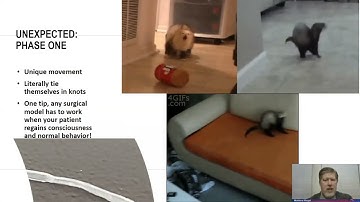 Avoiding InVivo Study Pitfalls