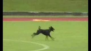 Dhilaya Van Het Donauhof IDC WM '08 Obedience