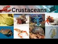 Names of crustaceans in suma english vocabulary  list of crustaceans
