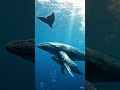 🐋 wheal #viral