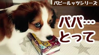 ルッツ Youtube