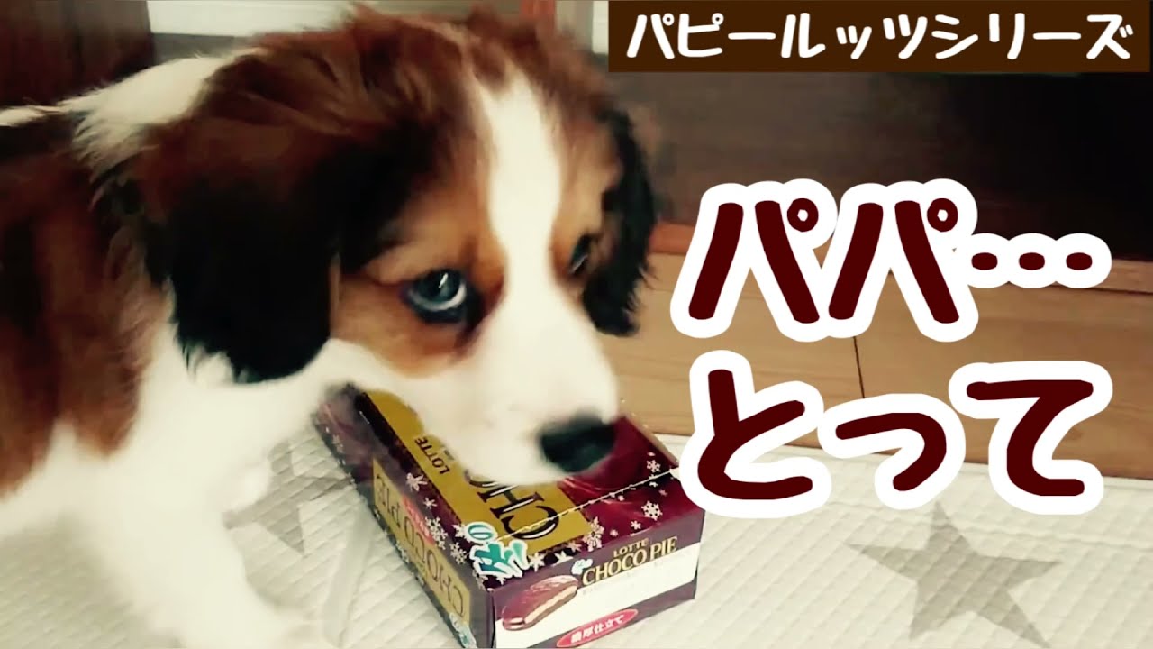 回想 子犬のノーズワークチャレンジ コーイケルホンディエ Youtube