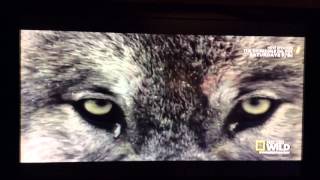 Untamed Americas: Wolf Hunt
