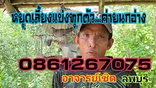 แบ่งทุกตัวค่ายนกอ่าง อาจารย์เชิด ลพบุรี 0861267075ติดตามสอบถามได้เลย