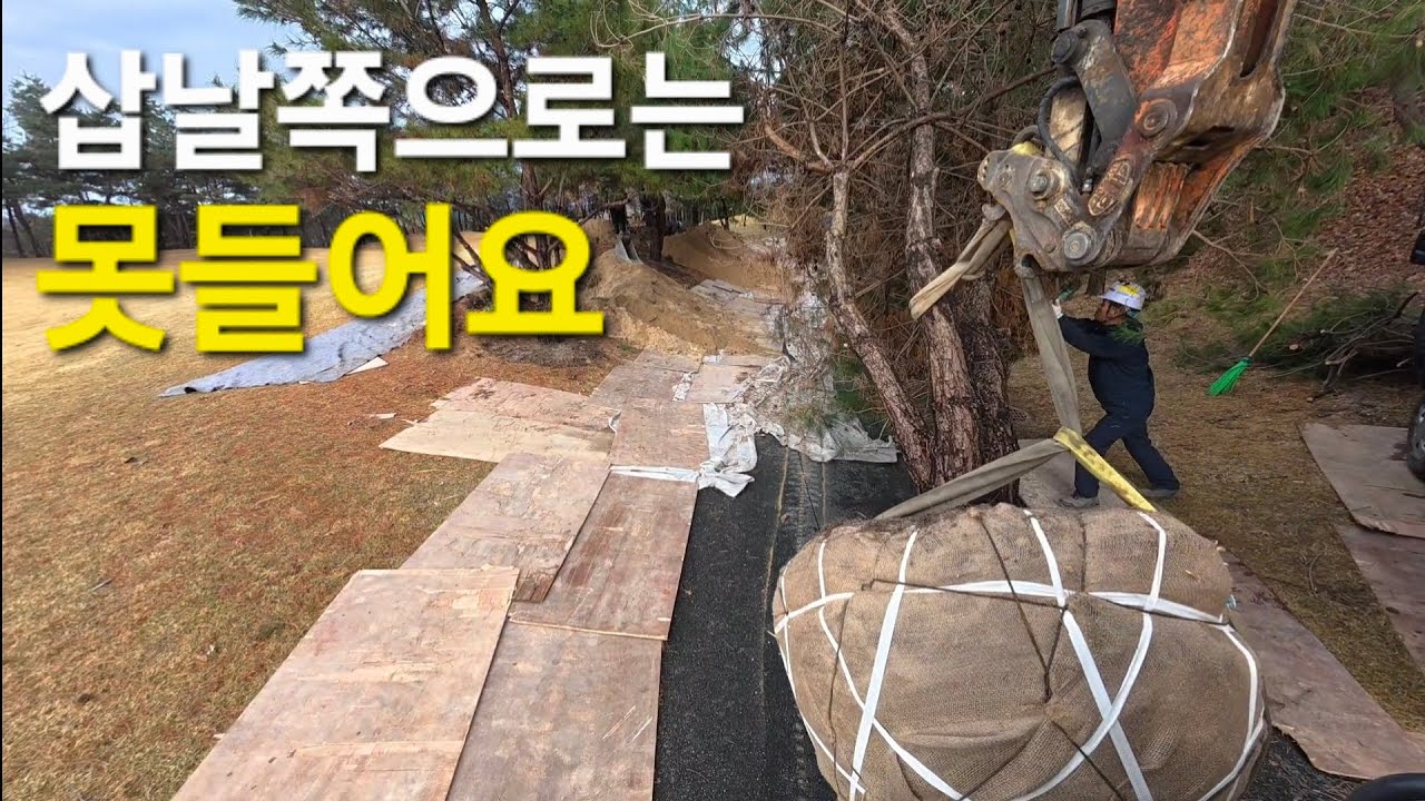 골프장 소나무 8그루 캐기( 미니굴삭기 035 )#미니굴삭기 #미니포크레인 #xcavator #excavator #굴삭기 #굴착기 #automobile #smartphone 