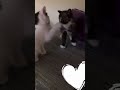 Basho and Calliope going at it when they were kittens 😬 pinch3_p3lon #cats #catrescue #ragingloons
