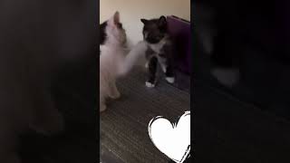 Basho and Calliope going at it when they were kittens 😬 pinch3_p3lon #cats #catrescue #ragingloons