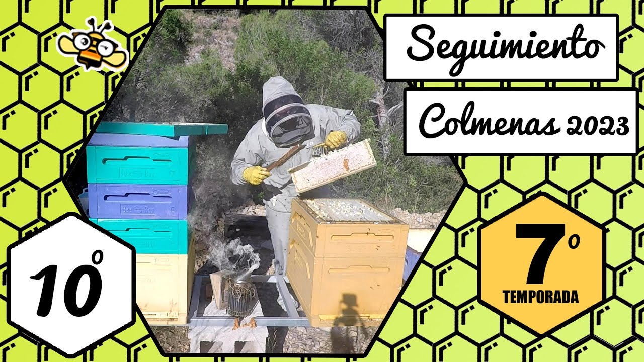 Apicultura 2023 - Seguimiento Nº10  🐝🧡🎥 16 Noviembre 2023