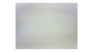 Celebrity Pendulum animation test on paper Wealth