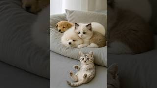 When Cats And Dogs Love Each Other Like Family-A Heart-Melting Moment