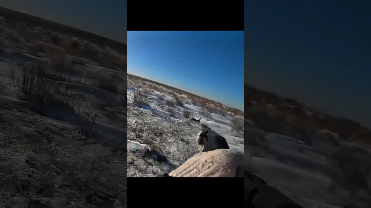 Охота на кролика | Настоящее приключение 