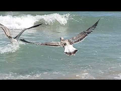 Video: Kā Atpūsties Bulgārijā