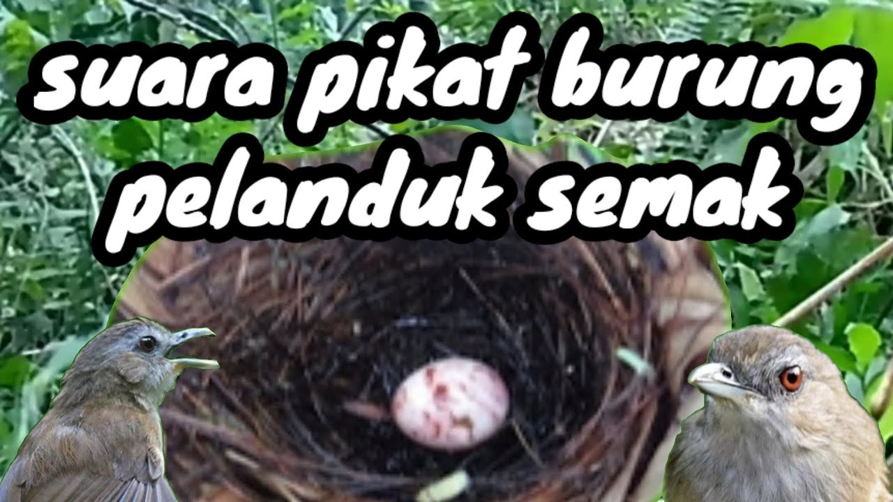 Suara Pikat Burung Pelanduk Semak Jantan Dan Betina |||Burung Salakan