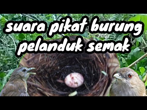 nyiul merdu pelanduk semak mantapnya masteran lomba cetak burung suara berkualitas.