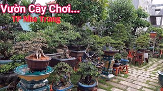 Tham quan một khu vườn cây Bonsai tuyệt đẹp ở TP Nha Trang tỉnh Khánh Hòa