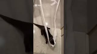 This Otter’s Toilet Paper Trick Will Make You Laugh