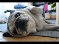 パグ、爪切りが嫌でついに奥の手を出す！パグの爪切りリアクション⑦！Pug