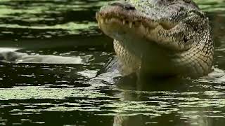 Крокодилу неповезло (Сrocodile unlucky).