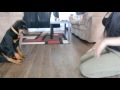 12 weeks rottweiler puppy training 12 weeks rottweiler puppy training