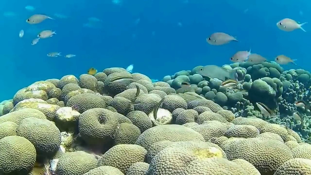 Snorkeling in Grenada Part 9 Carriacou YouTube
