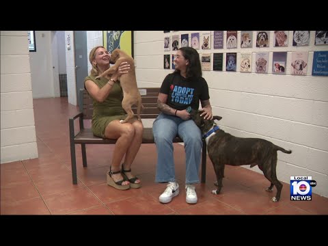 Humane Society of Greater Miami needs homes for puppies, mom,  ‘Waffle’