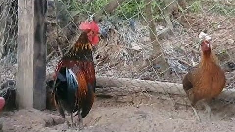 Qaib F1 Qua Zoo Heev,Nyiam Nug Tau Nawb Tus No 2/11/2025.