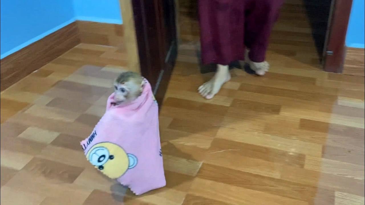 Sis Jueur Cover Blanket Rush Run Go To Bed YouTube