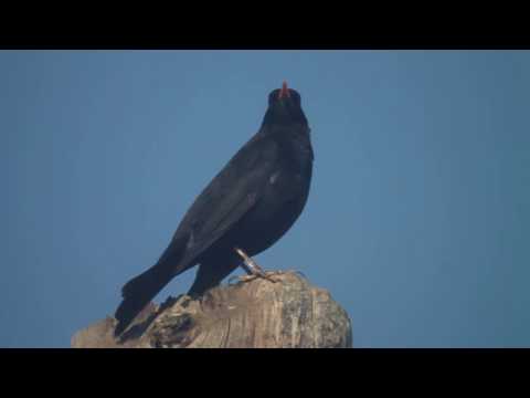 Blackbird song - Turdus merula - შავი შაშვი