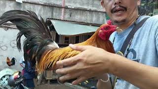 PORMAL KAAU SILA MAMALIGYA OG MANOK