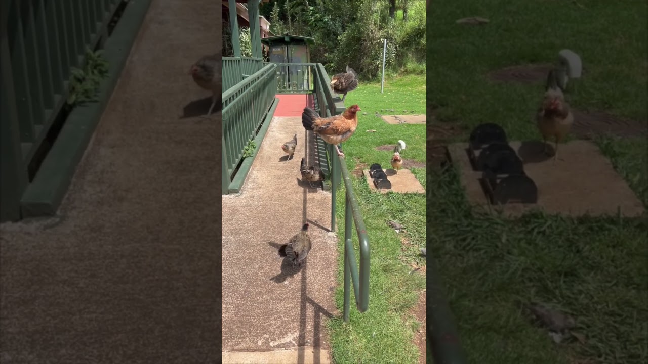 Why are there so many chickens in Hawaii? 