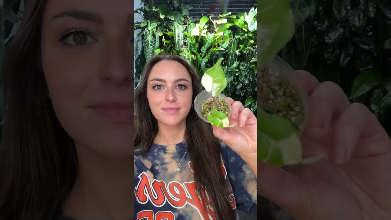 Alocasia Macrorrhiza ‘Stingray’ albo variegated