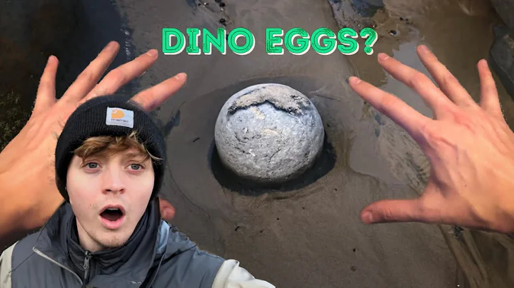 FINDING 20 MILLION YEAR OLD ANIMALS | Fossils