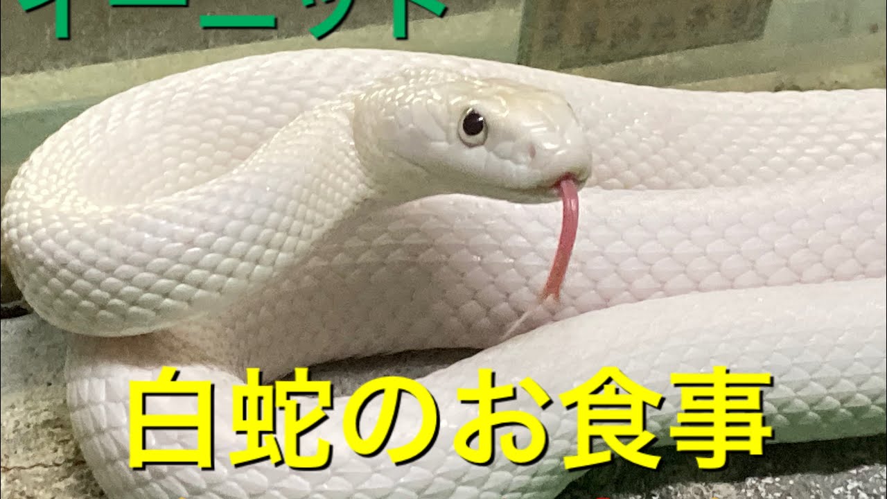 白蛇の食事 Meal of the white snake - YouTube